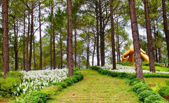 Review rừng thông Bản Áng- cảnh đẹp không thể bỏ lỡ khi ghé Mộc Châu