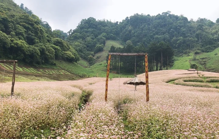 Review rừng thông Bản Áng- cảnh đẹp không thể bỏ lỡ khi ghé Mộc Châu