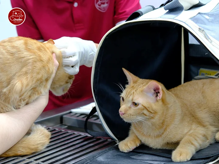 Review Chaien Cattery - Pet Shop & Vet Clinic: Phòng khám thú y hiện đại và uy tín nhất Cần Thơ