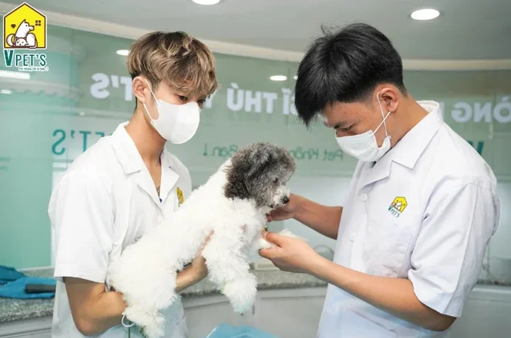 Top spa thú cưng chất lượng giá rẻ hàng đầu tại TP HCM - Lựa chọn uy tín cho vật nuôi