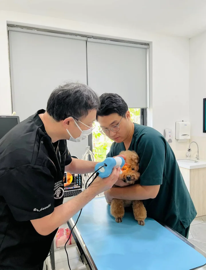 Top spa thú cưng chất lượng giá rẻ hàng đầu tại TP HCM - Lựa chọn uy tín cho vật nuôi