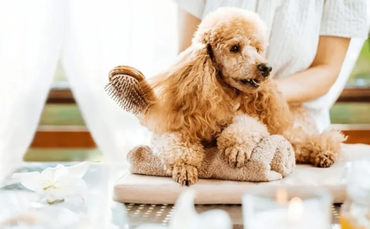 Review địa chỉ cắt tỉa lông làm đẹp cho Thú Cưng Uy Tín Tại TPHCM