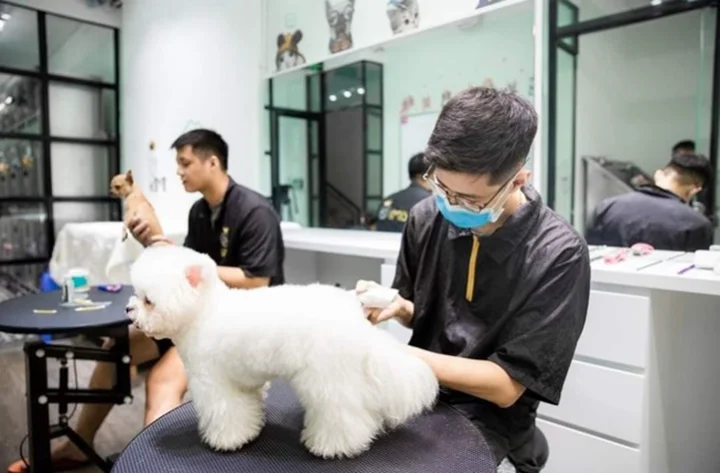 Top Địa Chỉ cắt tỉa lông làm đẹp Thú Cưng Uy Tín Tại TPHCM
