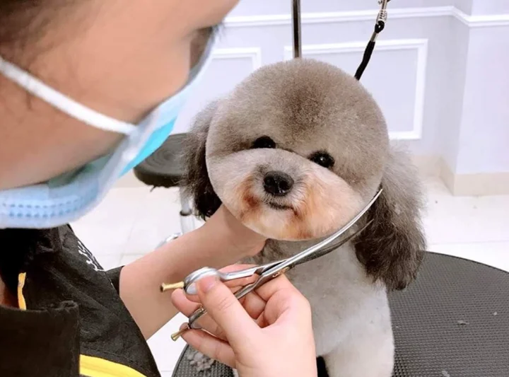 Top Địa Chỉ cắt tỉa lông làm đẹp Thú Cưng Uy Tín Tại TPHCM
