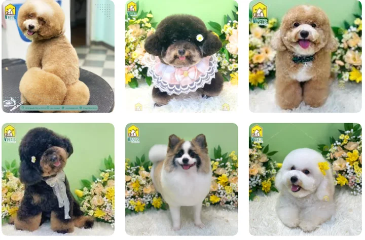 Review spa thú cưng uy tín chất lượng giá rẻ TP HCM