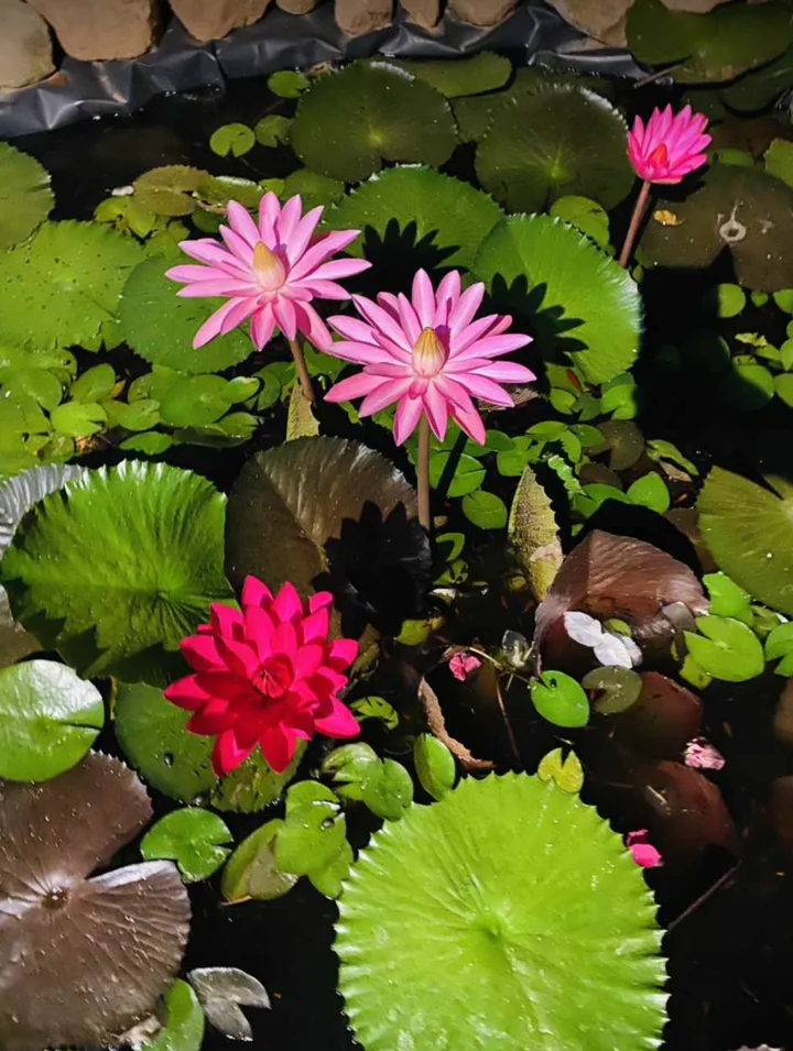 Khu nghỉ dưỡng chữa lành tại Vũng Tàu cho bạn và gia đình - Review Phúc An Garden Home Sweet Home