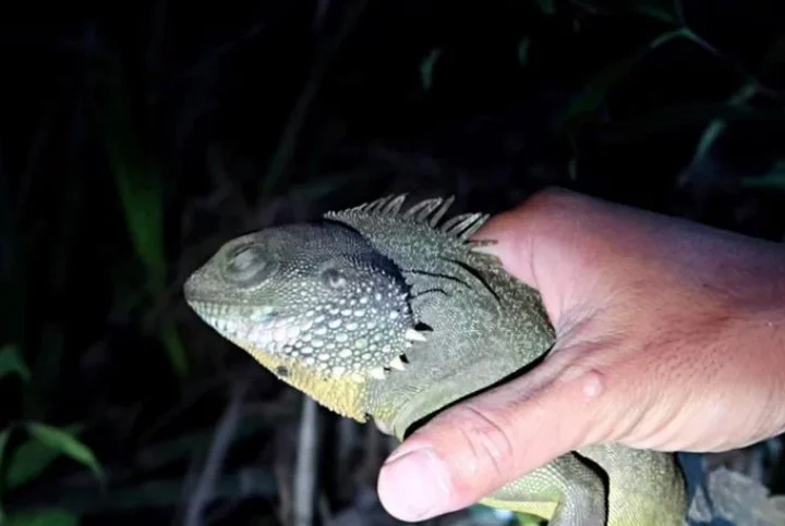 Sang Vlog và thực hư câu chuyện bạo hành trẻ em - Review