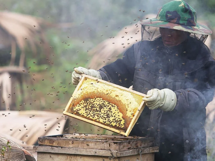Mật ong hoa bạc hà có tốt không? Những tác dụng chính của mật ong hoa bạc hà