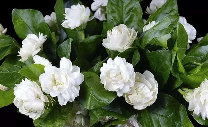 Ý nghĩa của hoa sinh nhật và cách chọn hoa theo tháng