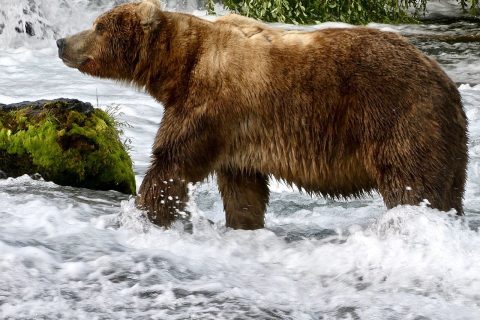 Fat Bear Week 2026: Gấu Backpack Vô Địch Cuộc Thi Gấu Béo