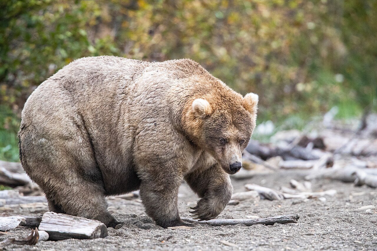 Gấu Holly số 435, nhà vô địch Fat Bear Week 2019, mẹ của gấu Backpack