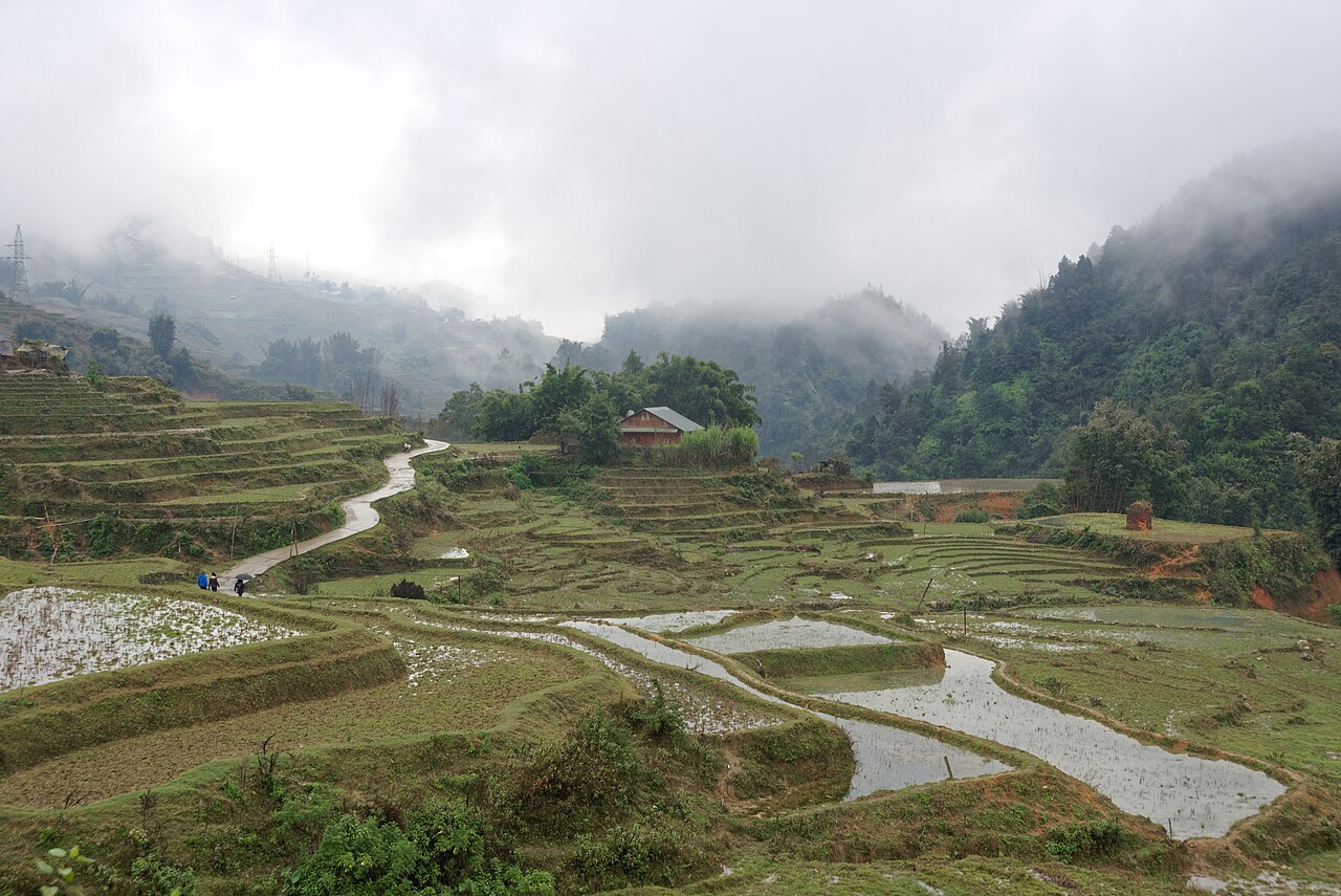 Ruộng bậc thang Sa Pa trong sương mù mùa đông